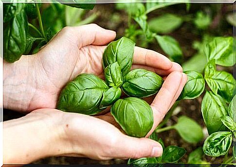 basil reduces the inflammatory response of allergens