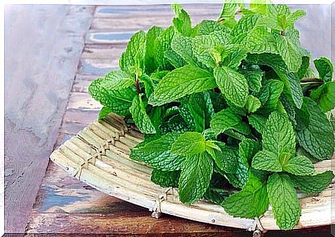 peppermint for lung health