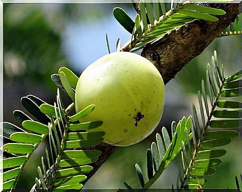 gooseberry fruit