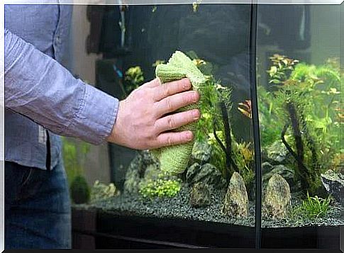 Clean the aquarium in a simple way