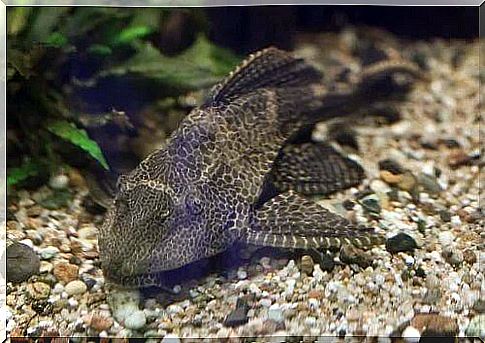 Cleaner fish for cleaning the aquarium.