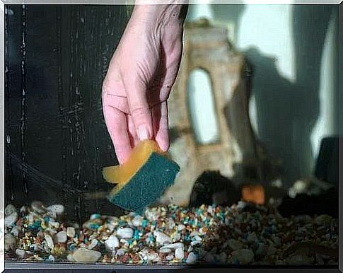 Cleaning an aquarium step by step.