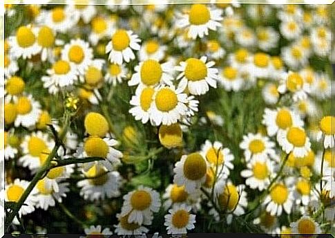 Chamomile