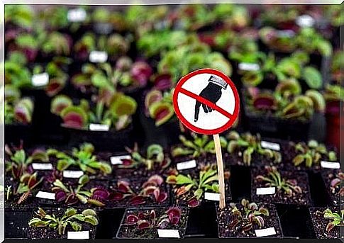 Dangerous plants not to keep indoors