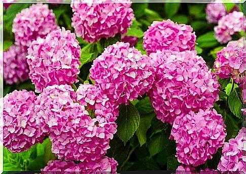 The pink hydrangeas