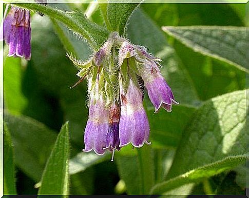 Comfrey for dark spots 