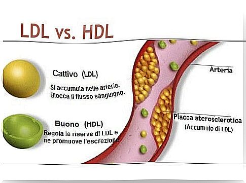 eggplant to improve cholesterol