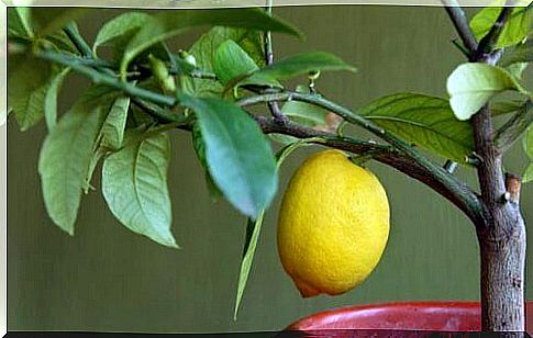 Fruit trees that you can grow indoors