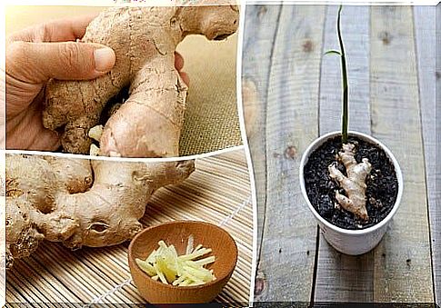 Growing ginger at home: how is it done?