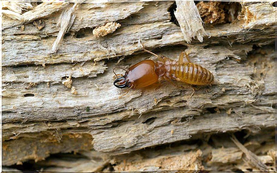 Termite on the wood