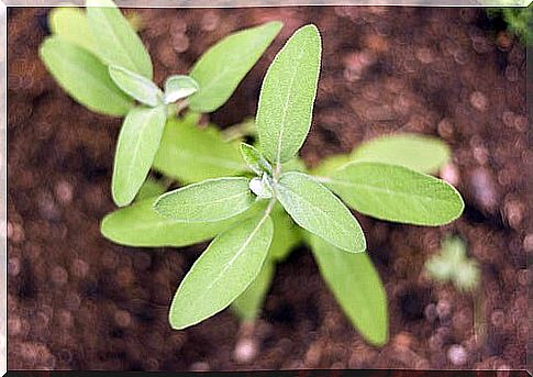 How to lighten your armpits with sage