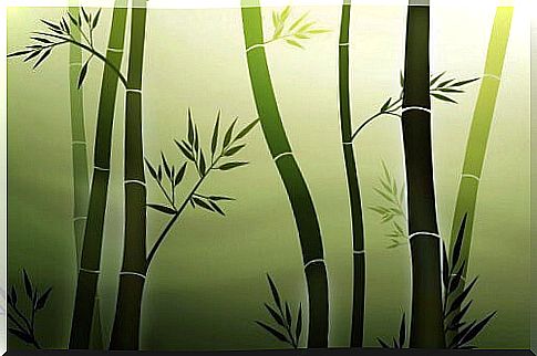 illustrated bamboo