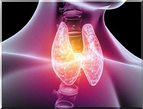 Thyroid gland