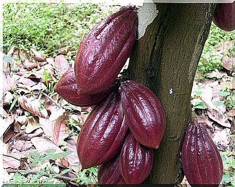 Cocoa plant