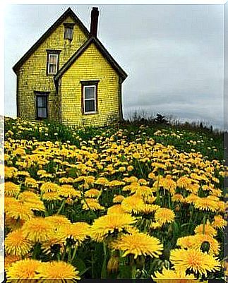 cottage and meadow with yellow flowers